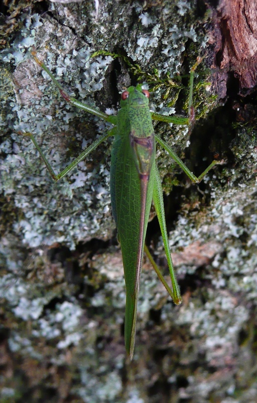 Phaneroptera Nana